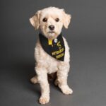 Pittsburgh Steelers Zubaz All-Over Print Pet's Scarf